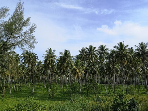 Palm trees on field against sky