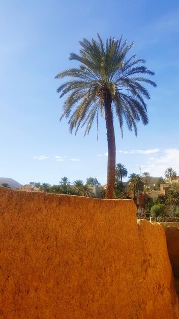 Palm trees on field against sky