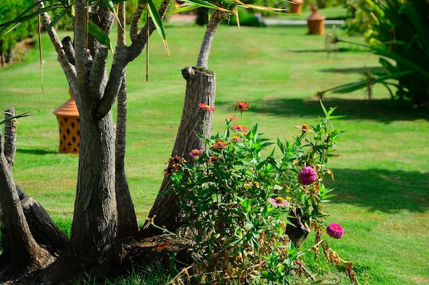 Palm trees and flowers in the garden