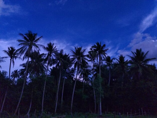 Palm trees in forest against sky at night