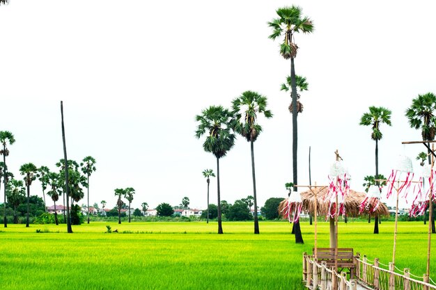 Palm trees and Fresh Green Rice Field Nature on background