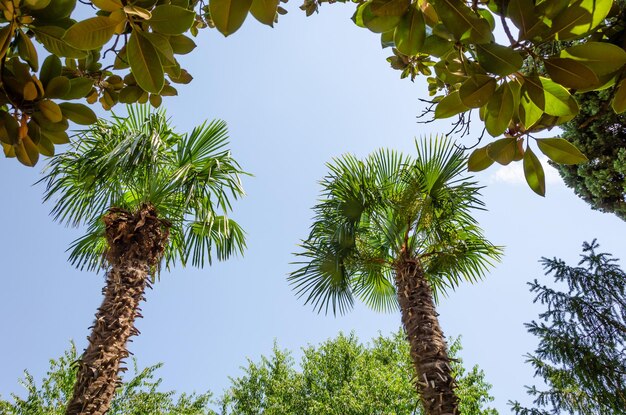 Palm trees in a garden with a blue sky