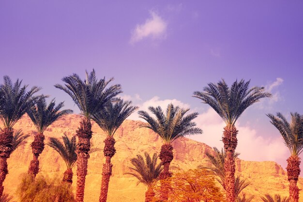 Palm trees grove in the desert at sunset