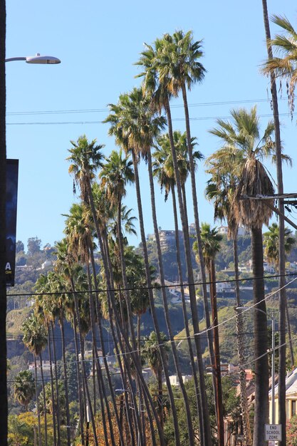 Palm trees growing against sky