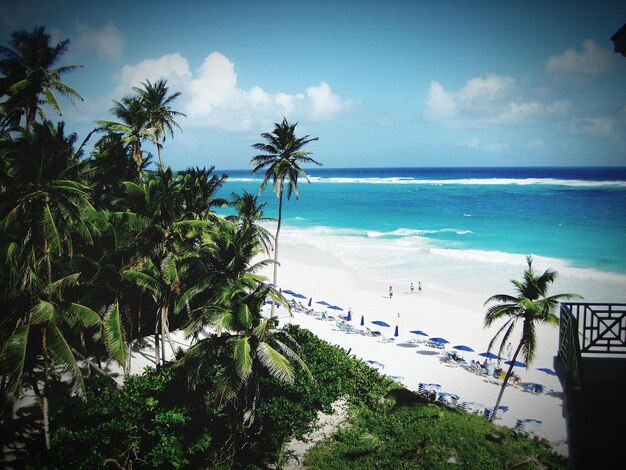 Palm trees growing at beach against sky