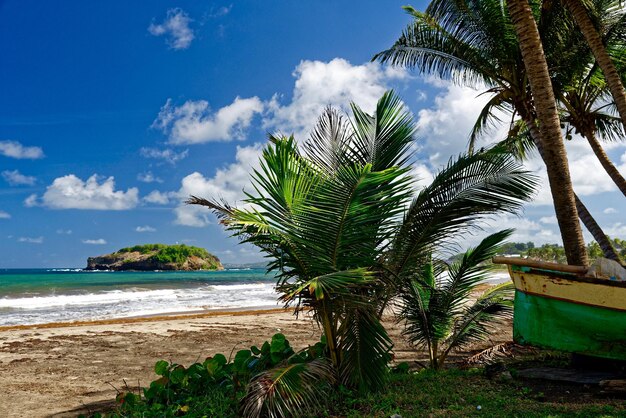 Palm trees growing at beach against sky