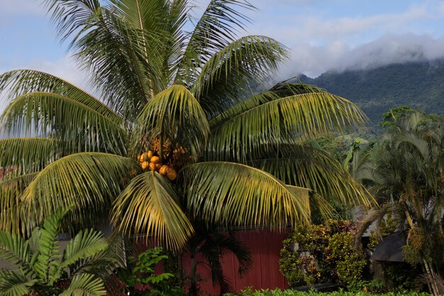 Foto palme che crescono all'aperto