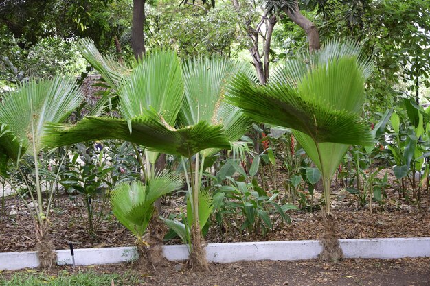 グアヤキルの歴史公園のヤシの木