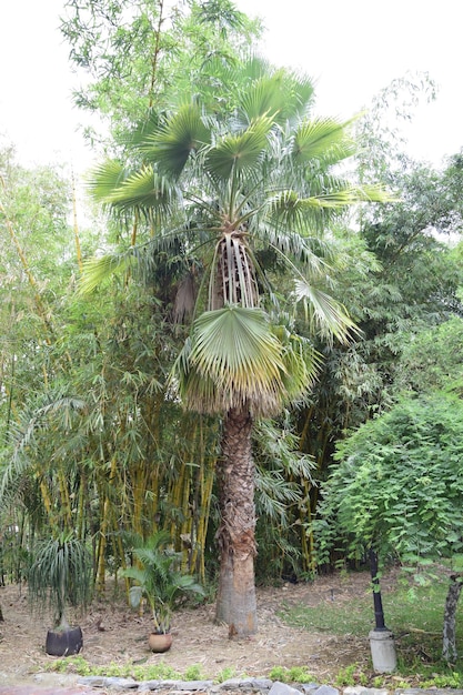 グアヤキルの歴史公園のヤシの木