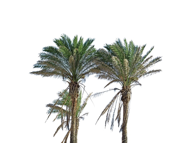 Palm trees isoalted on white background