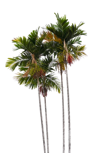 Palm trees isolated on white background Suitable for use in architectural design