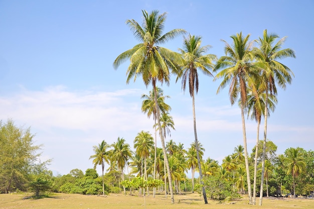 Palm trees on landscape against sky