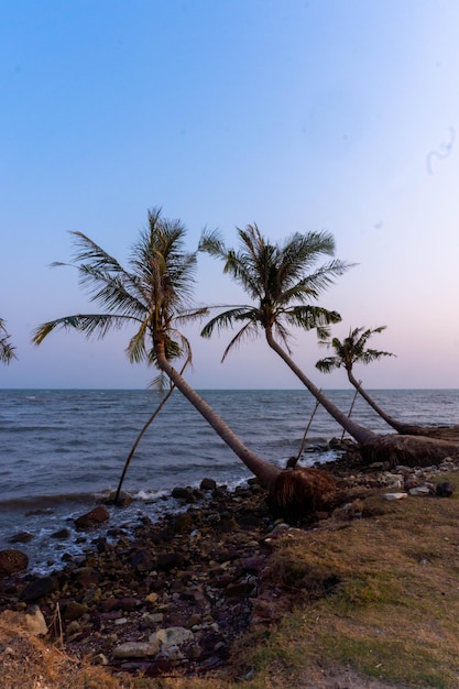 Palm trees leaning over the beach xA