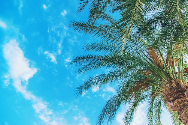 Palm trees leaves on a background of the sky