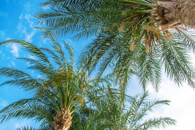 Palm trees leaves on a background of the sky