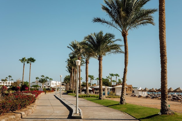 Photo palm trees line the beach in marbella