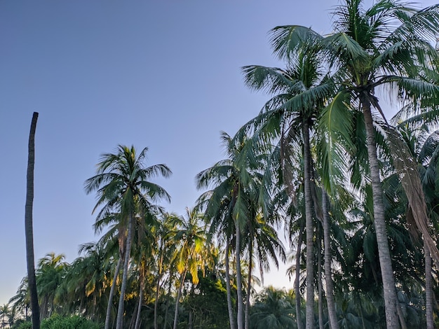 Palm trees in the morning light