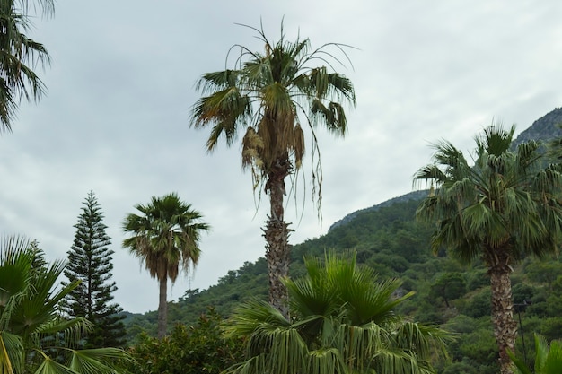 Palm trees on the mountainside