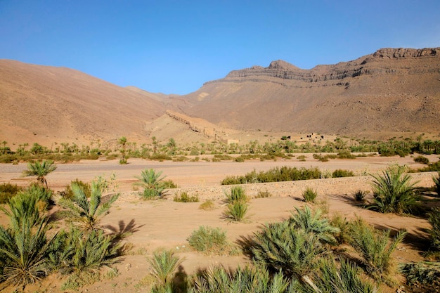 Palm trees and natural landscape in Morocco