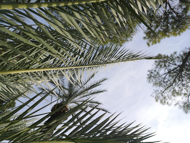 palm trees in the nature