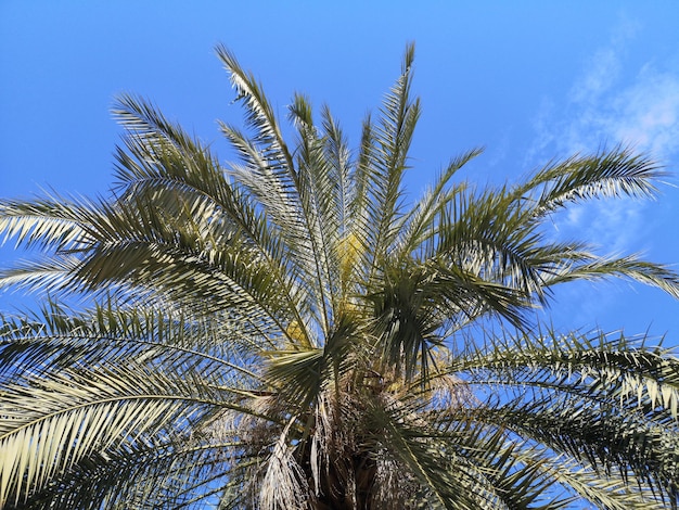 palm trees in the nature