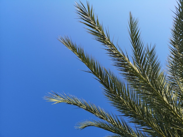 palm trees in the nature