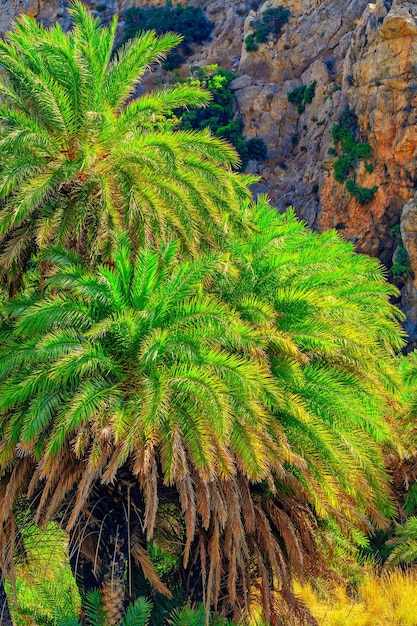 Palm trees near rocks in a tropical island