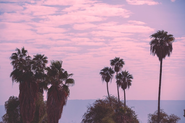 Photo palm trees near the sea of galilee in the evening israel