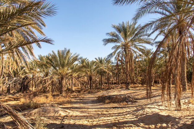 Palm trees in the oasis of Douz Kebili Tunisia