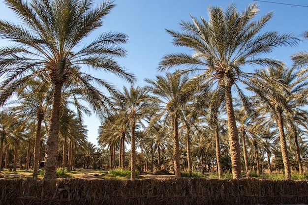 Palm trees in the oasis of Douz Kebili Tunisia