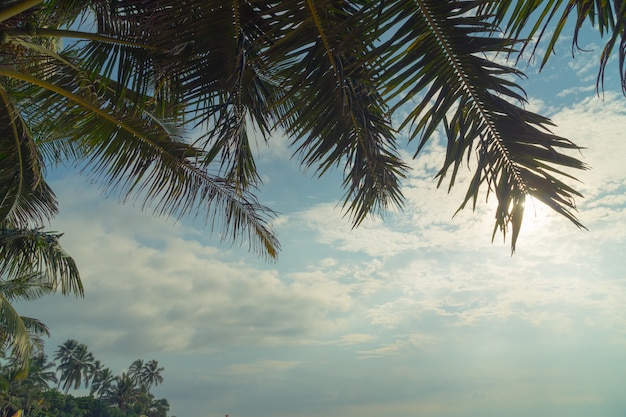 Palm trees and ocean at sunset in Sri Lanka.