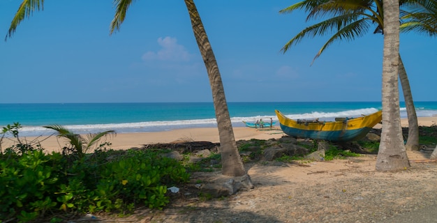  Palm trees on the ocean.