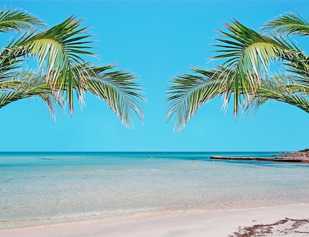 Palm trees in a paradise beach