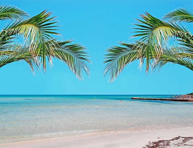 Palm trees in a paradise beach