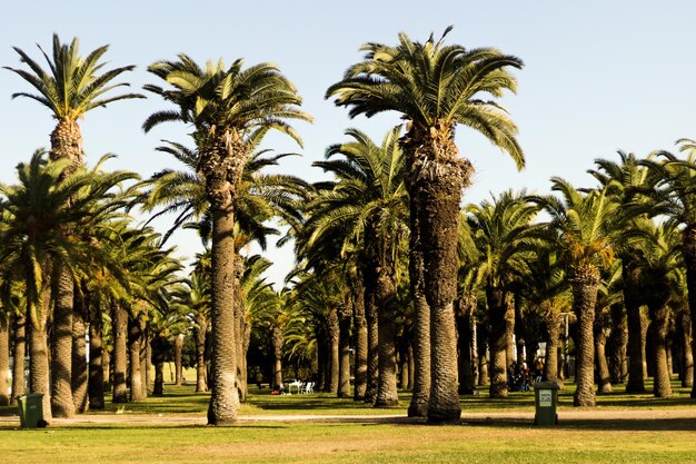 Palm trees in park against sky