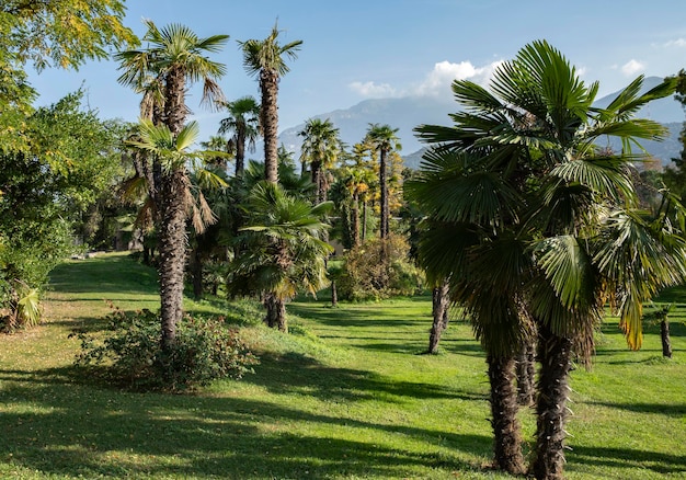 palm trees in the park Garda Italy