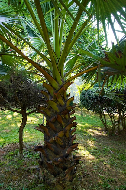 Palm trees in the Park greenery landscape view