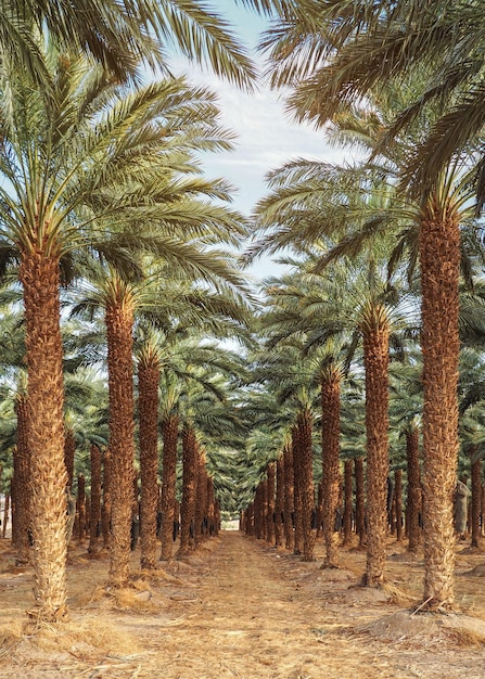 Фото Плантация пальм - выглядит как обычная аллея в тропическом лесу или роще