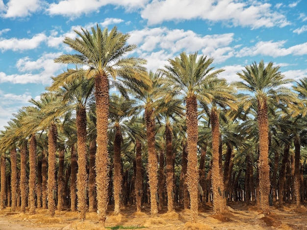 Palm trees plantation looks like regular tropical forest in desert clouds above