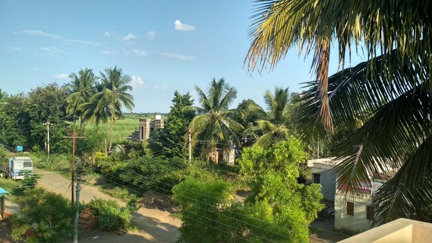 Palm trees and plants by building against sky