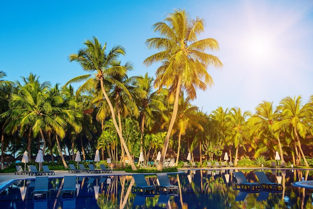 Palm trees and pool