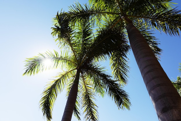 Palm trees in the rays of the sun