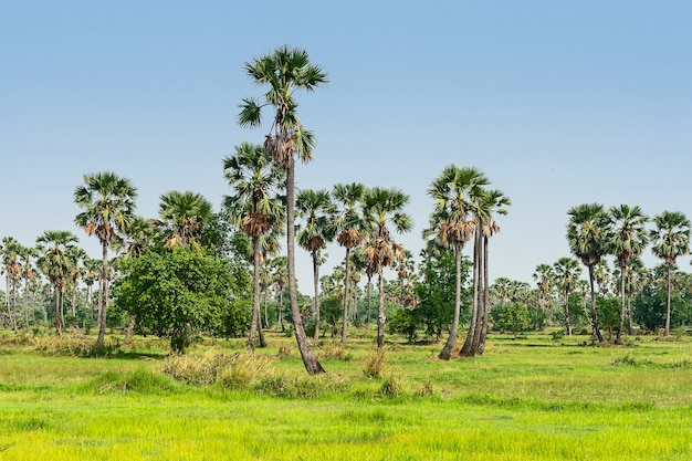 Palm trees and rice fields in Thailand.