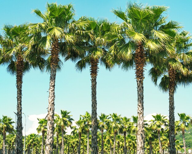 Foto fila di palme sullo sfondo del cielo blu al giorno di sole estivo summer