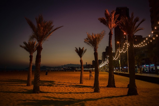 palm trees at sandy beach against sky in city during dusk