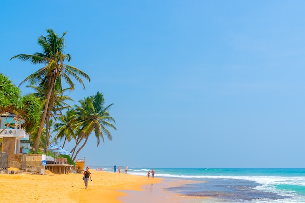 Palm trees on sandy shore