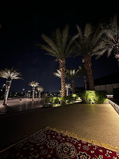 Photo palm trees in saudi arabia