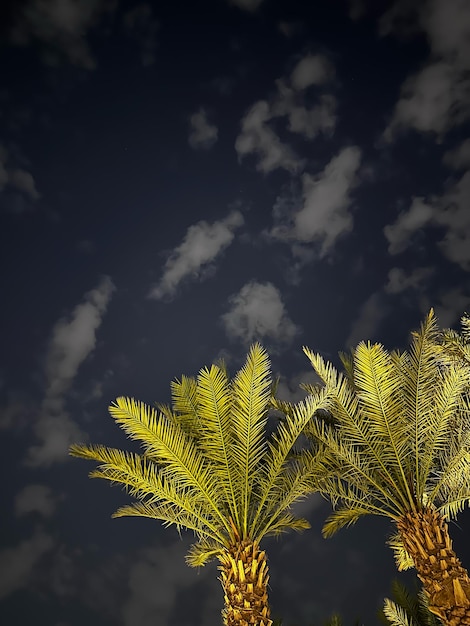 Photo palm trees in saudi arabia