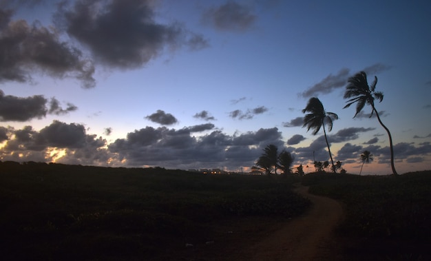 palm trees on the sea coast at sunset