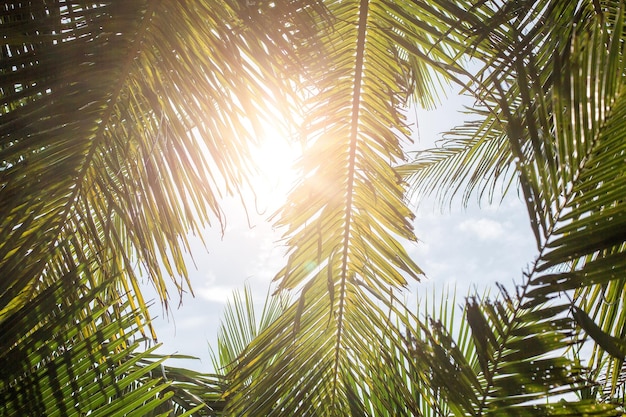 Palm trees seen from below with colorful sky